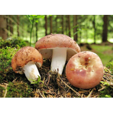 Мицелий Сыроежки пищевой / Сыроежка съедобная (Russula vesca)